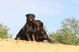 ROTTWEILER 068